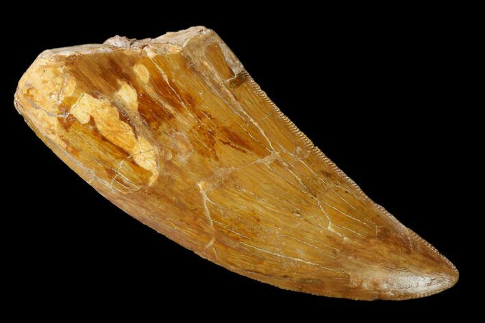 Serrated Carcharodontosaurus Tooth - Kem Kem Beds #159451